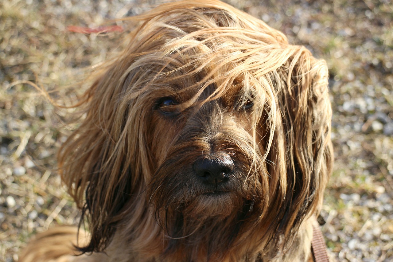 The Distinct Features of Australian Terriers